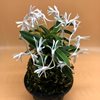 Neofinetia falcata unkai 雲海 